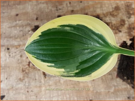 Hosta 'Queen Josephine' | Hosta, Hartlelie, Funkia | Funkie | Hosta