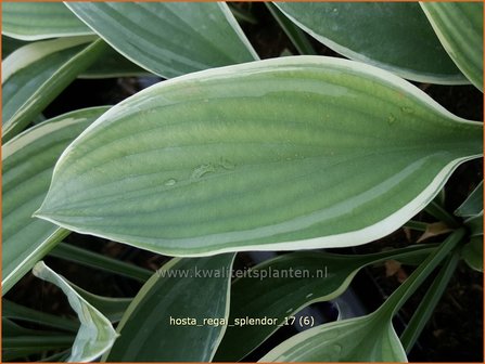 Hosta &#039;Regal Splendor&#039; | Hosta, Hartlelie, Funkia | Funkie