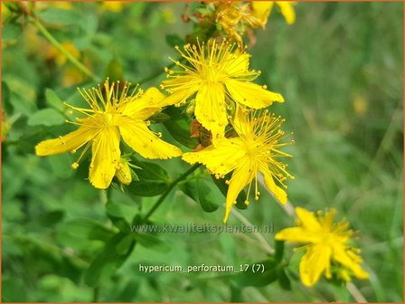 Hypericum perforatum | Sint-Janskruid, Hertshooi | T&uuml;pfel-Johanniskraut