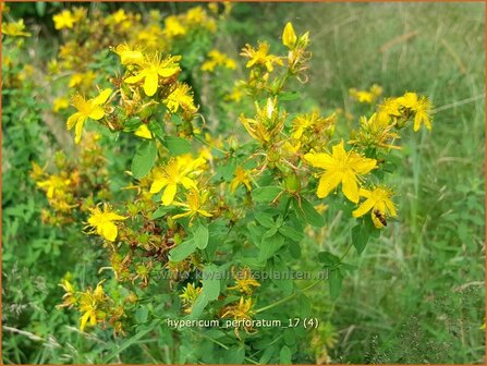 Hypericum perforatum | Sint-Janskruid, Hertshooi | T&uuml;pfel-Johanniskraut