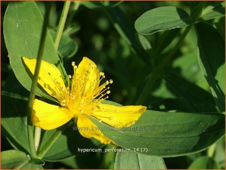 Hypericum perforatum | Sint-Janskruid, Hertshooi | T&uuml;pfel-Johanniskraut