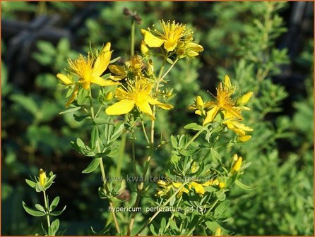 Hypericum perforatum | Sint-Janskruid, Hertshooi | T&uuml;pfel-Johanniskraut