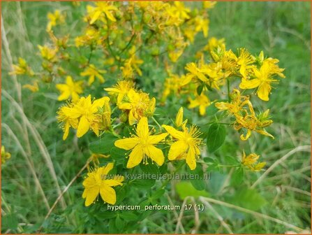 Hypericum perforatum | Sint-Janskruid, Hertshooi | T&uuml;pfel-Johanniskraut