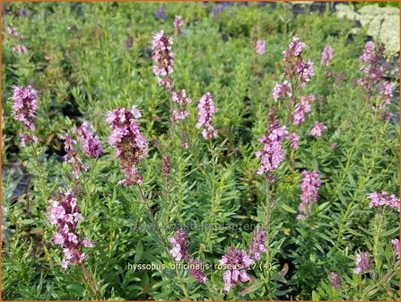 Hyssopus officinalis 'Roseus' | Hysop | Apotheker-Ysop