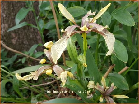 Iris foetidissima 'Citrina' | Stinkende lis, Iris, Lis | &Uuml;belriechende Schwertlilie