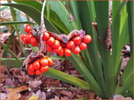 Iris foetidissima 'Citrina' | Stinkende lis, Iris, Lis | &Uuml;belriechende Schwertlilie