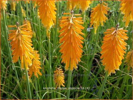 Kniphofia 'Mango Popsicle' | Vuurpijl, Fakkellelie | Fackellilie