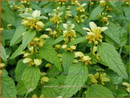 Lamiastrum galeobdolon | Gele dovenetel, Dovenetel | Echte Goldnessel