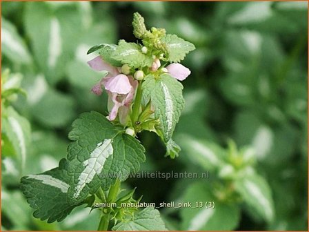 Lamium maculatum &#039;Shell Pink&#039; | Gevlekte dovenetel, Dovenetel | Gefleckte Taubnessel