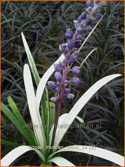 Liriope muscari &#039;Okina&#039; | Leliegras | Lilientraube