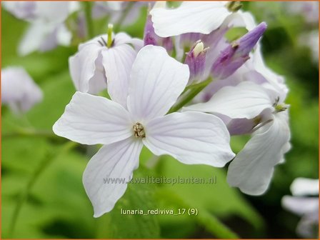 Lunaria rediviva | Vaste judaspenning, Judaspenning | Staudiger Silberblatt