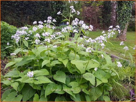 Lunaria rediviva | Vaste judaspenning, Judaspenning | Staudiger Silberblatt