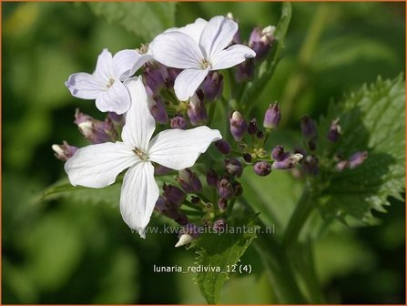 Lunaria rediviva | Vaste judaspenning, Judaspenning | Staudiger Silberblatt