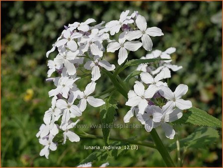 Lunaria rediviva | Vaste judaspenning, Judaspenning | Staudiger Silberblatt