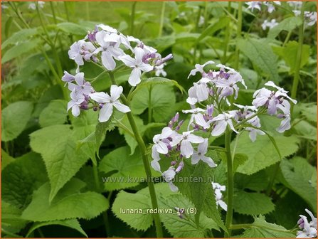 Lunaria rediviva | Vaste judaspenning, Judaspenning | Staudiger Silberblatt