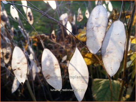Lunaria rediviva | Vaste judaspenning, Judaspenning | Staudiger Silberblatt