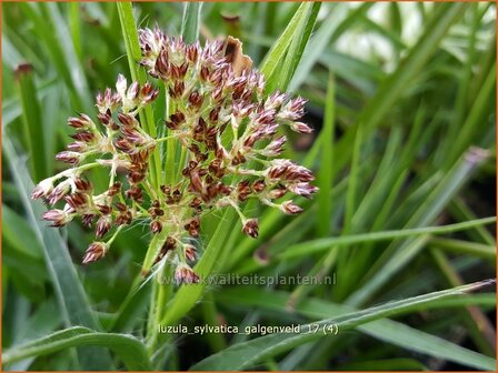 Luzula sylvatica &#039;Galgenveld&#039; | Grote veldbies, Veldbies | Wald-Hainsimse