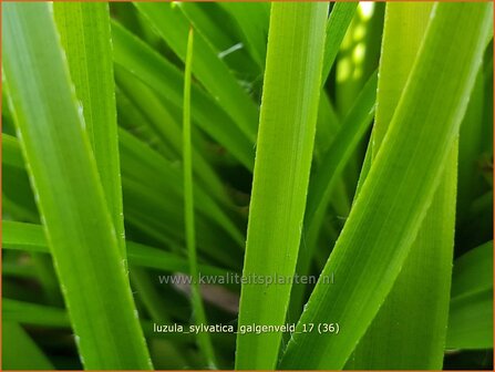 Luzula sylvatica &#039;Galgenveld&#039; | Grote veldbies, Veldbies | Wald-Hainsimse