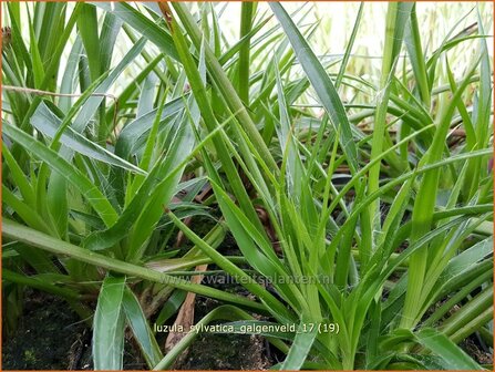 Luzula sylvatica &#039;Galgenveld&#039; | Grote veldbies, Veldbies | Wald-Hainsimse