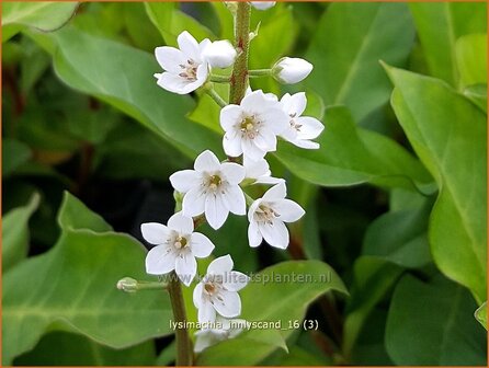 Lysimachia &#039;Innlyscand&#039; | Wederik | Felberich