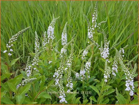 Lysimachia &#039;Innlyscand&#039; | Wederik | Felberich