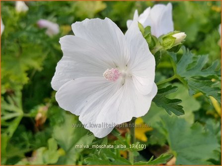 Malva moschata &#039;Alba&#039; | Muskuskaasjeskruid, Kaasjeskruid | Bisam-Malve