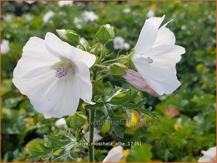 Malva moschata &#039;Alba&#039; | Muskuskaasjeskruid, Kaasjeskruid | Bisam-Malve