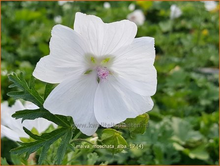 Malva moschata &#039;Alba&#039; | Muskuskaasjeskruid, Kaasjeskruid | Bisam-Malve