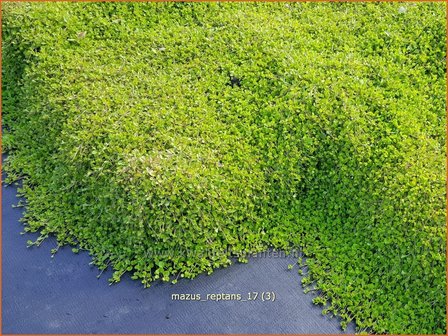 Mazus reptans | Vrouwenlipjes | Lippenm&auml;ulchen