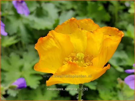 Meconopsis cambrica | Schijnpapaver | Kambrischer Scheinmohn | Himalayan Poppy