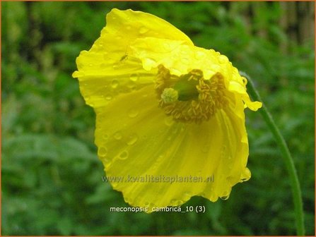 Meconopsis cambrica | Schijnpapaver | Kambrischer Scheinmohn | Himalayan Poppy