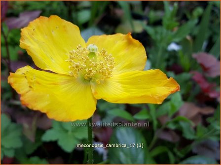 Meconopsis cambrica | Schijnpapaver | Kambrischer Scheinmohn | Himalayan Poppy