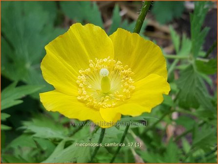 Meconopsis cambrica | Schijnpapaver | Kambrischer Scheinmohn | Himalayan Poppy