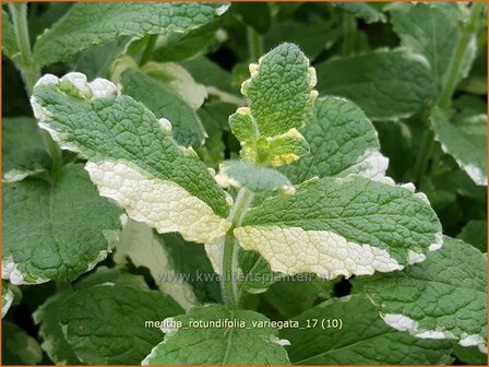 Mentha rotundifolia &#039;Variegata&#039; | Wollige munt, Witte munt, Munt | Apfelminze