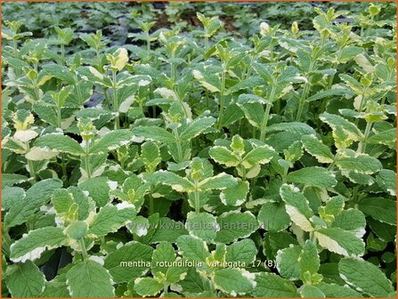 Mentha rotundifolia &#039;Variegata&#039; | Wollige munt, Witte munt, Munt | Apfelminze