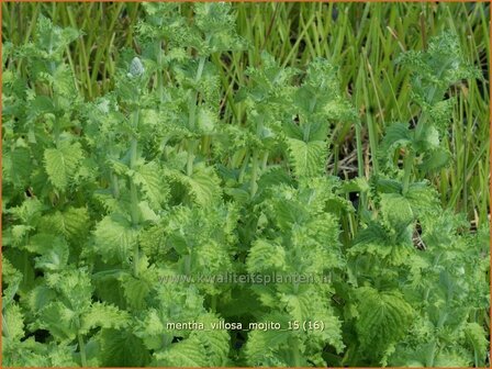 Mentha villosa 'Mojito' | Cubaanse munt, Munt | Hainminze