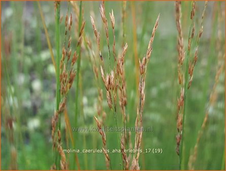 Molinia caerulea &#039;JS Aha-Erlebnis&#039; | Pijpenstrootje | Kleines Pfeifengras