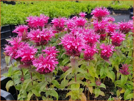 Monarda &#039;Cranberry Lace&#039; | Bergamotplant, Indianennetel | Indianernessel