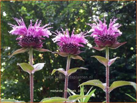 Monarda &#039;Mohawk&#039; | Bergamotplant, Indianennetel | Indianernessel