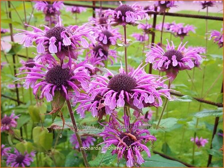 Monarda &#039;Mohawk&#039; | Bergamotplant, Indianennetel | Indianernessel