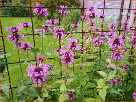 Monarda &#039;Mohawk&#039; | Bergamotplant, Indianennetel | Indianernessel