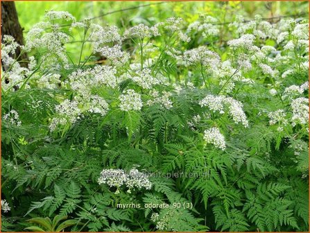 Myrrhis odorata | Roomse kervel | S&uuml;&szlig;dolde