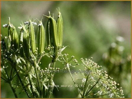 Myrrhis odorata | Roomse kervel | S&uuml;&szlig;dolde