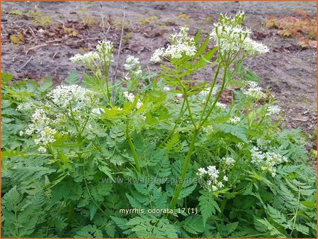 Myrrhis odorata | Roomse kervel | S&uuml;&szlig;dolde