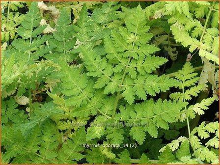 Myrrhis odorata | Roomse kervel | S&uuml;&szlig;dolde