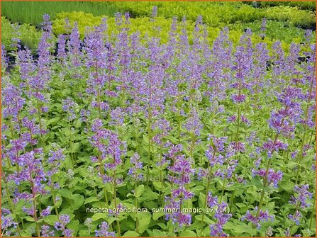 Nepeta grandiflora 'Summer Magic' | Kattenkruid | Gro&szlig;bl&uuml;tige Katzenminze