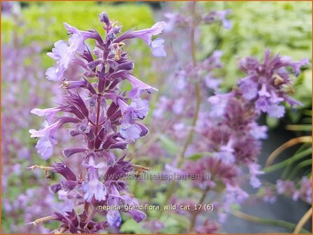 Nepeta grandiflora 'Wild Cat' | Kattenkruid | Gro&szlig;bl&uuml;tige Katzenminze