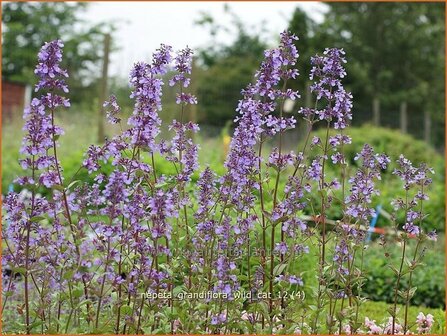 Nepeta grandiflora 'Wild Cat' | Kattenkruid | Gro&szlig;bl&uuml;tige Katzenminze