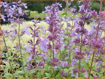 Nepeta grandiflora 'Wild Cat' | Kattenkruid | Gro&szlig;bl&uuml;tige Katzenminze