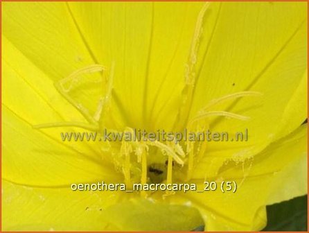 Oenothera macrocarpa | Teunisbloem | Missouri-Nachtkerze